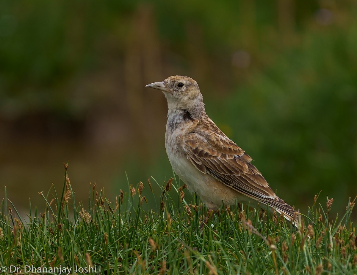 Tibetan Lark - Dhananjay Joshi