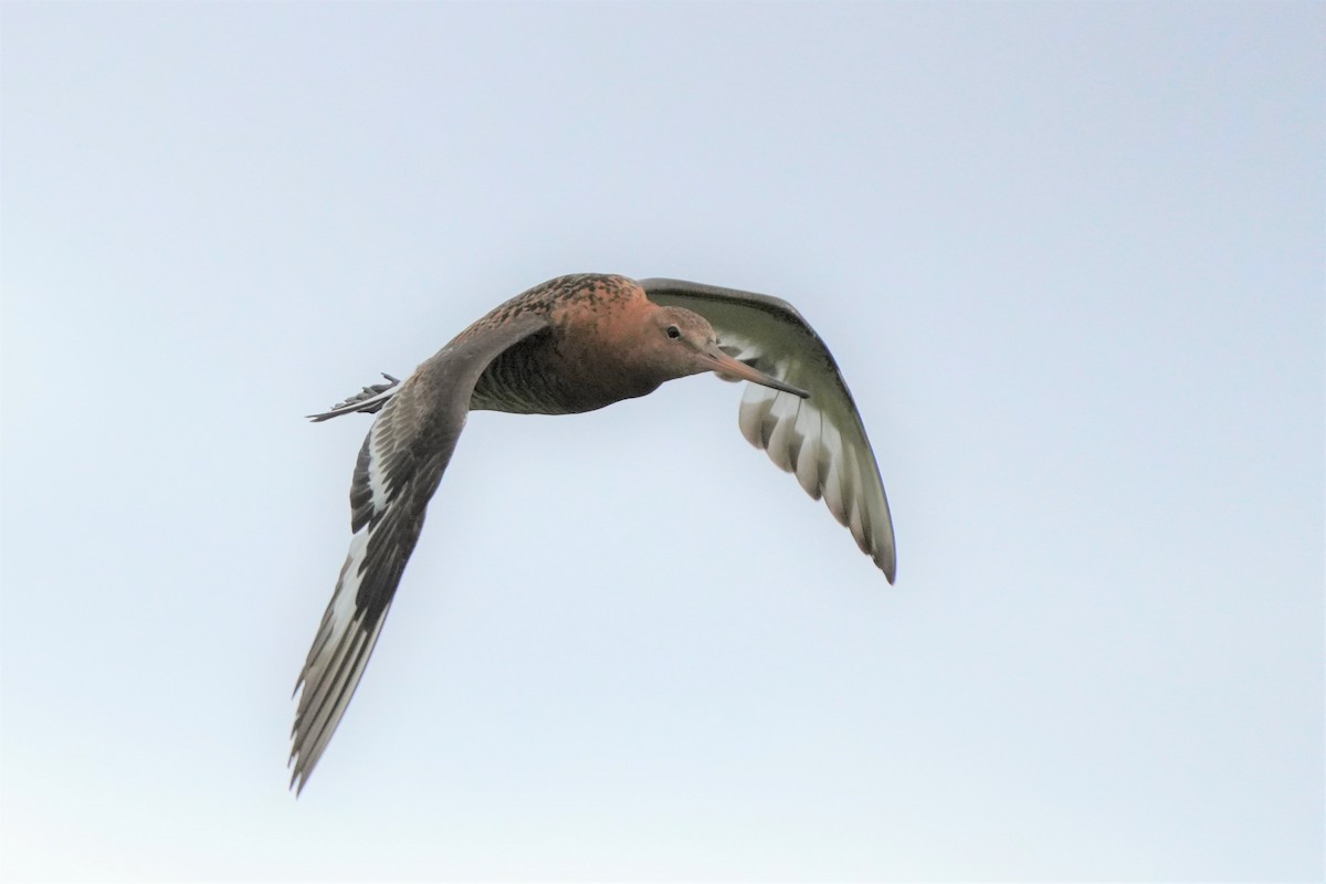 Black-tailed Godwit (islandica) - ML476734411