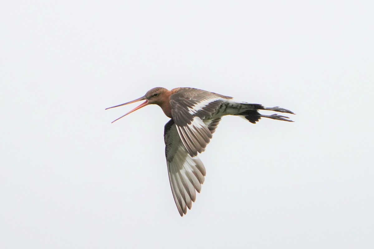 Black-tailed Godwit (islandica) - ML476734421