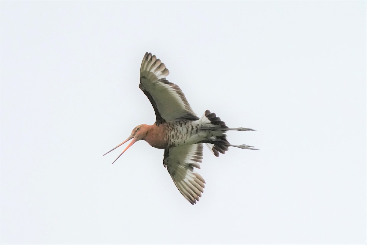 Black-tailed Godwit (islandica) - ML476734441