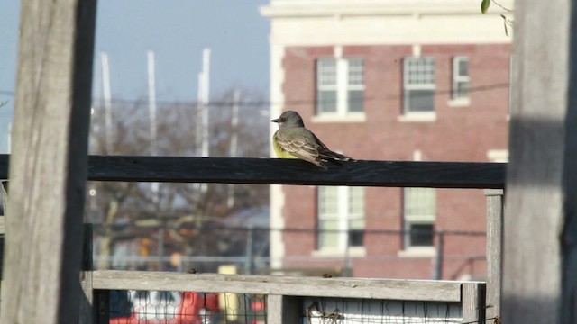 Cassin's Kingbird - ML476735