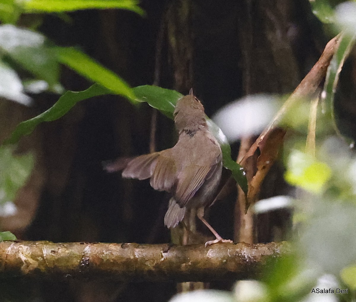 Camaroptère à dos vert (toroensis/kamitugaensis) - ML476735191