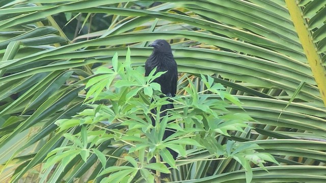 Lesser Black Coucal - ML476735491