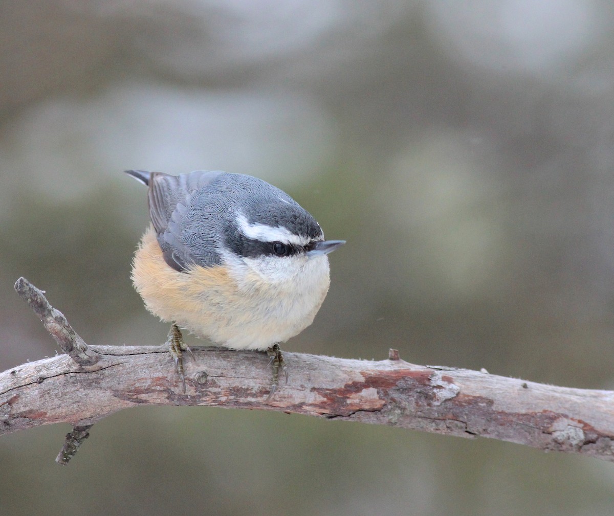 Red-breasted Nuthatch - ML47673561