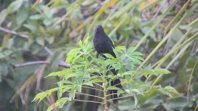 Lesser Black Coucal - ML476735821