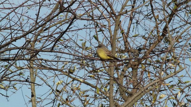 Cassin's Kingbird - ML476736