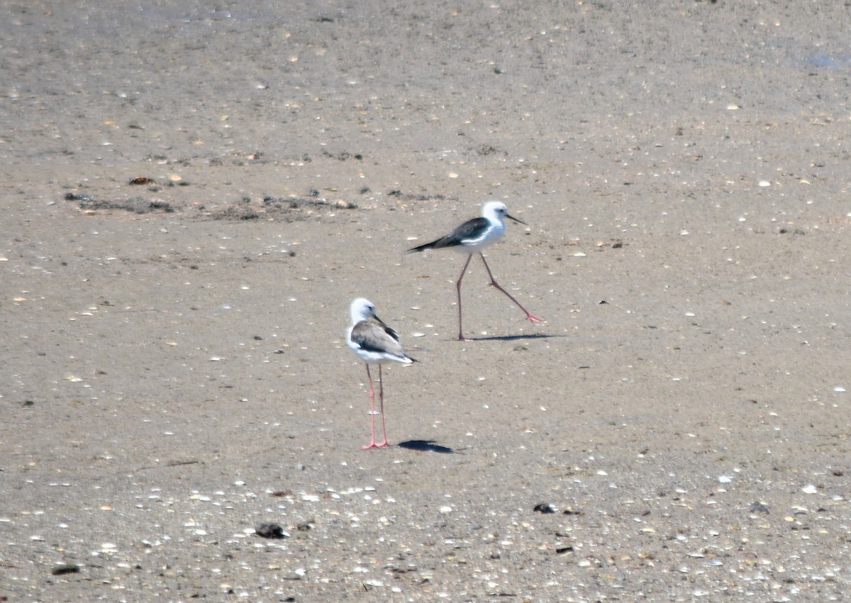 Black-winged Stilt - ML476736541