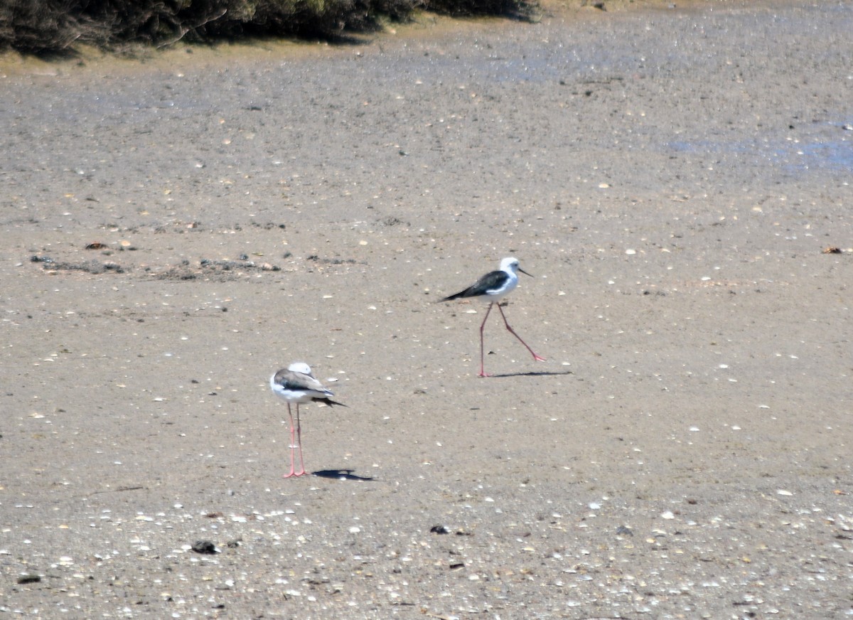 Black-winged Stilt - Jorge Leitão