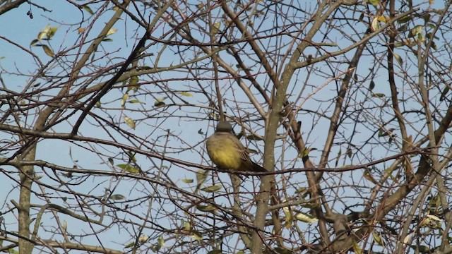 Cassin's Kingbird - ML476737