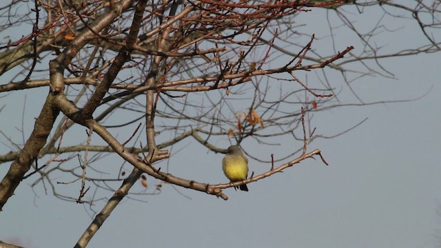 Cassin's Kingbird - ML476738