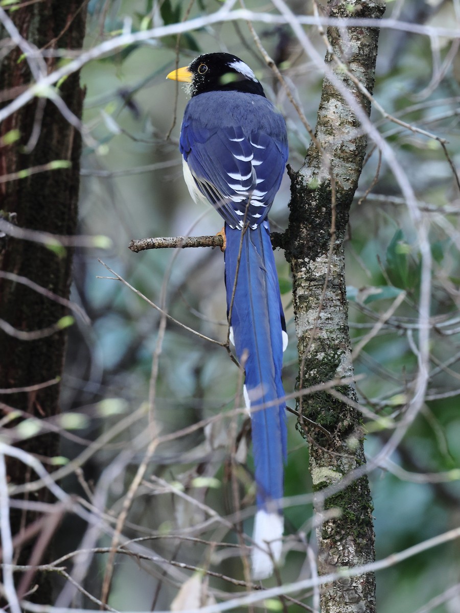 Yellow-billed Blue-Magpie - ML476738041