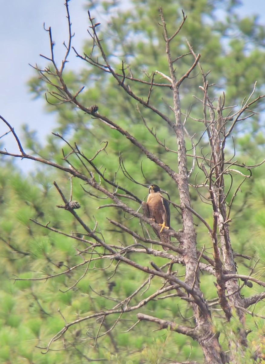 Peregrine Falcon (Shaheen) - ML476738241