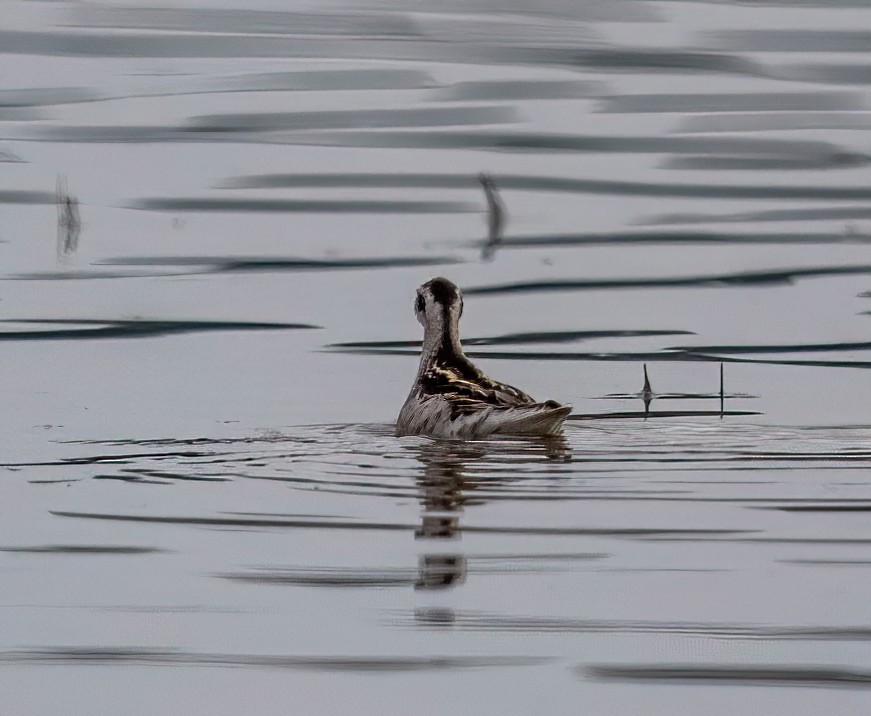 Phalarope à bec étroit - ML476738941