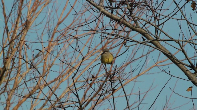 Cassin's Kingbird - ML476739