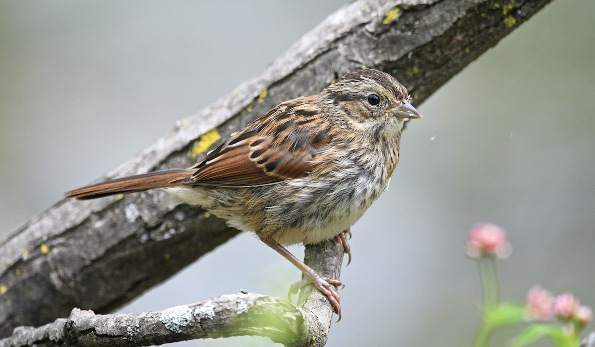 Swamp Sparrow - Chad Kowalski