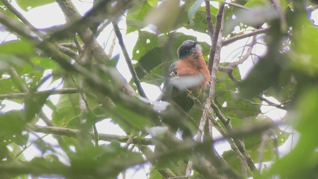 Chestnut-breasted Cuckoo - ML476739941