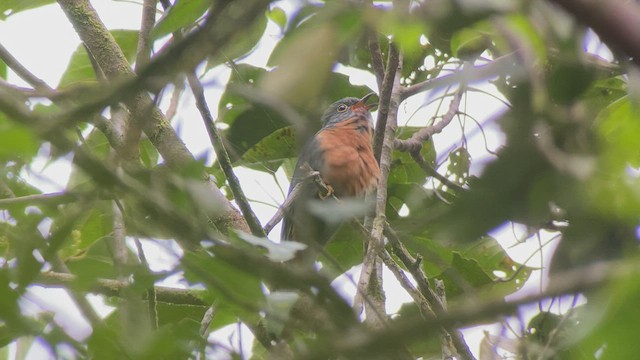 Chestnut-breasted Cuckoo - ML476739951