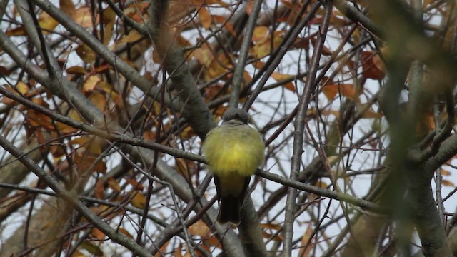 Cassin's Kingbird - ML476740