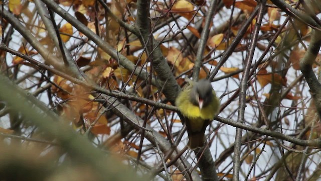 Cassin's Kingbird - ML476741