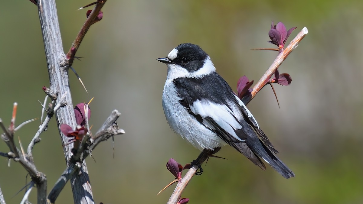 Collared Flycatcher - Kuzey Cem Kulaçoğlu