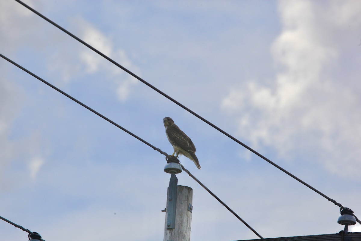 Red-tailed Hawk - ML476741201