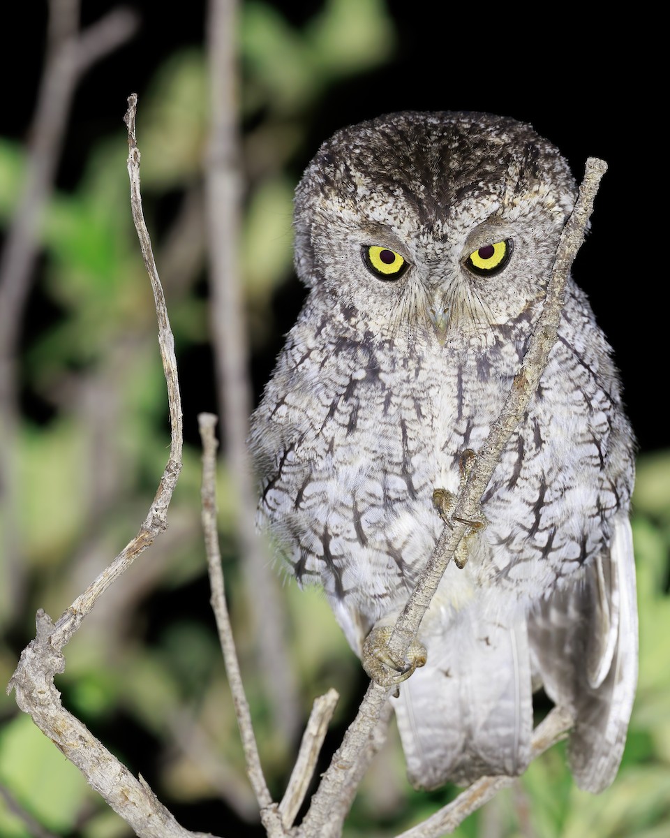 Whiskered Screech-Owl - Ryan Sanderson