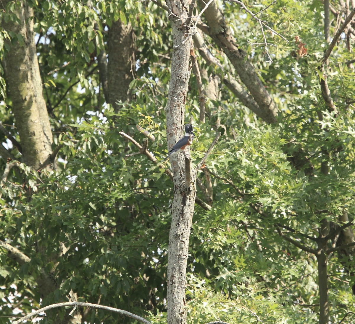 Belted Kingfisher - ML476741441