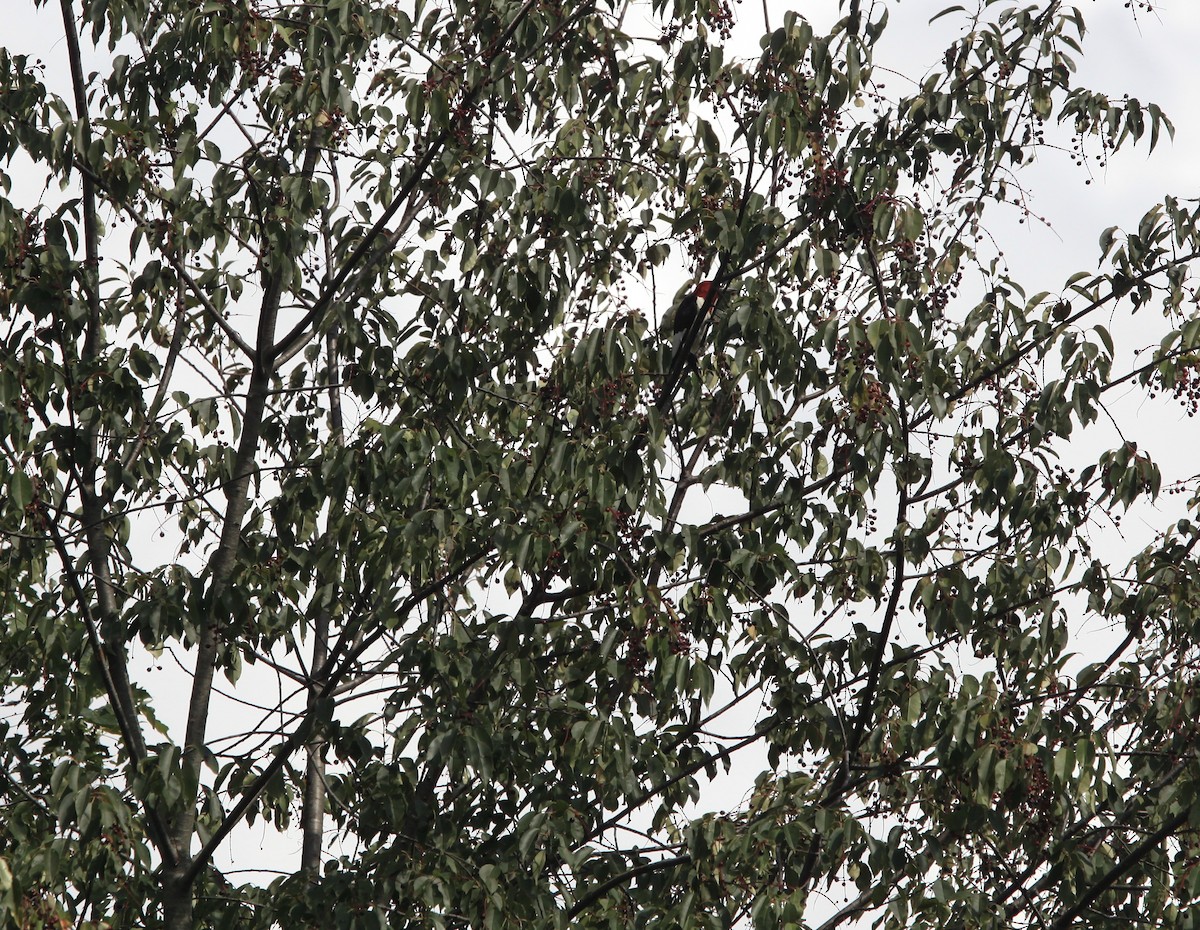 Red-headed Woodpecker - ML476741581