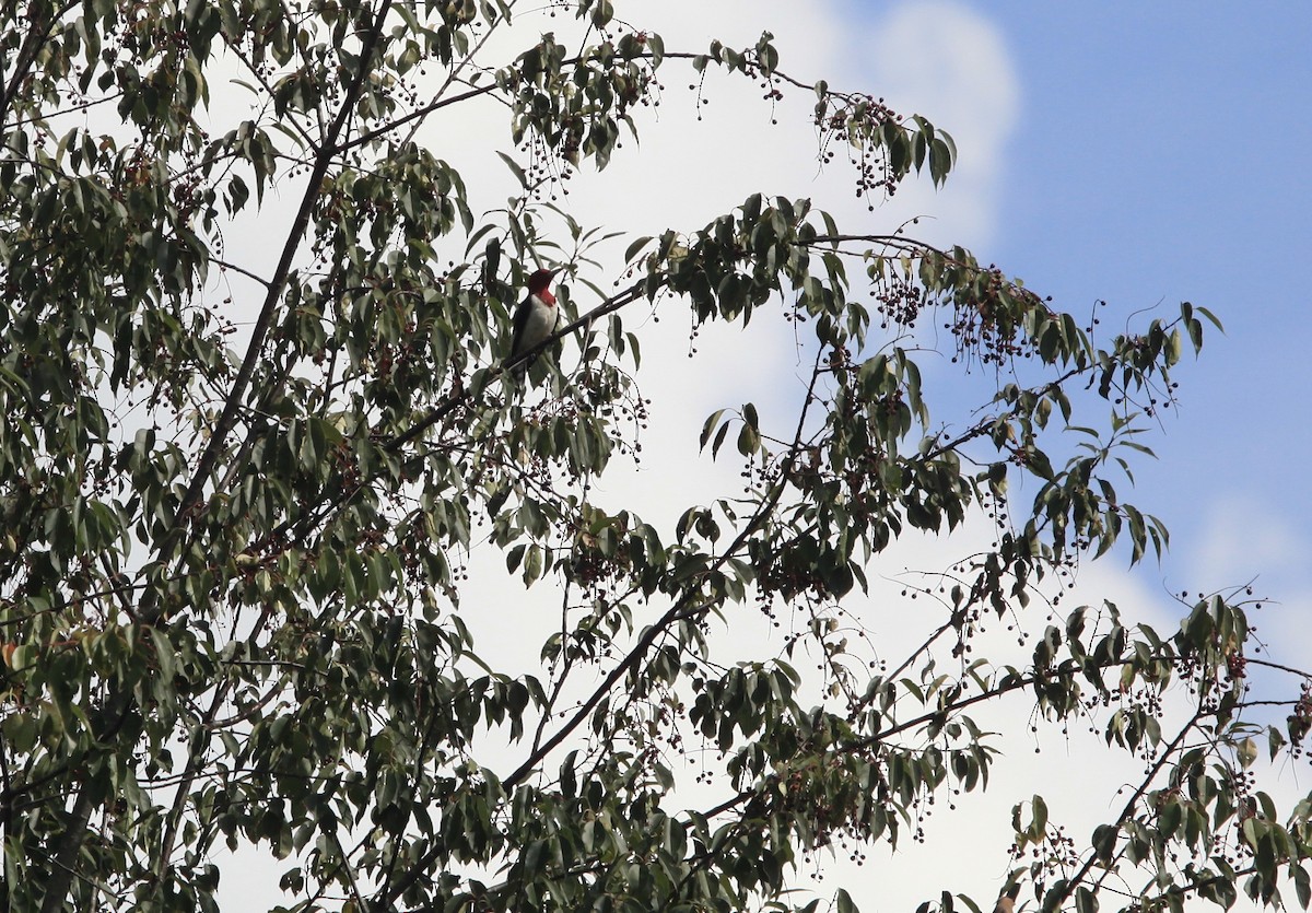 Red-headed Woodpecker - ML476741591