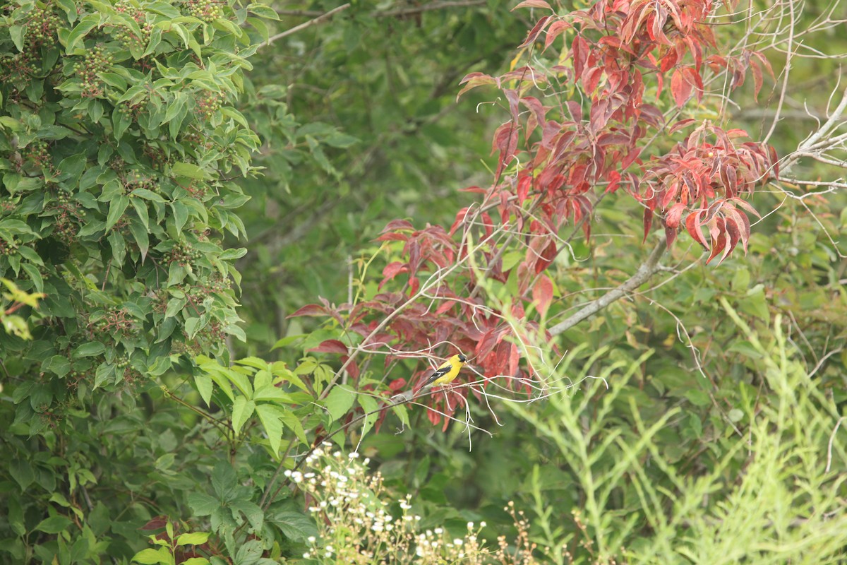 American Goldfinch - ML476741891