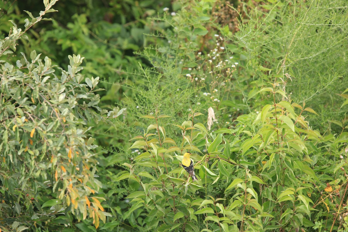 American Goldfinch - ML476741911