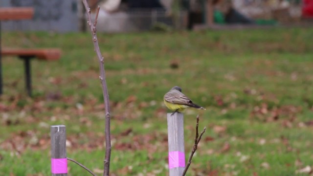 Cassin's Kingbird - ML476742