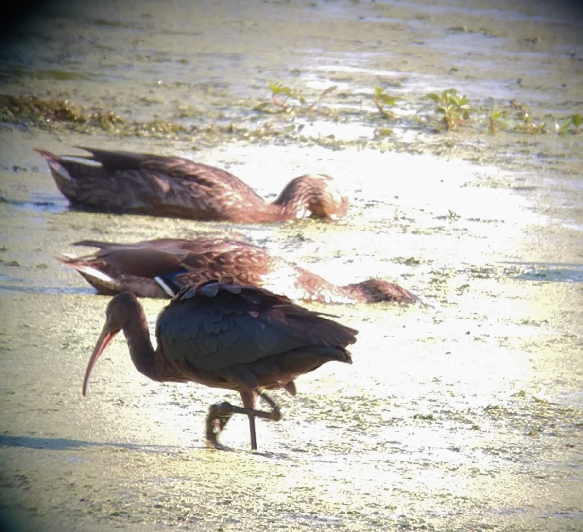 Glossy Ibis - ML476742161