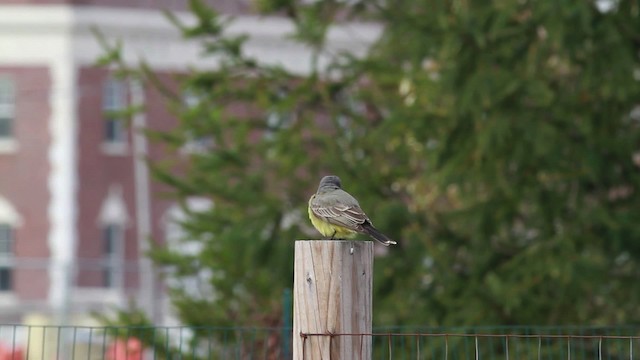 Cassin's Kingbird - ML476743