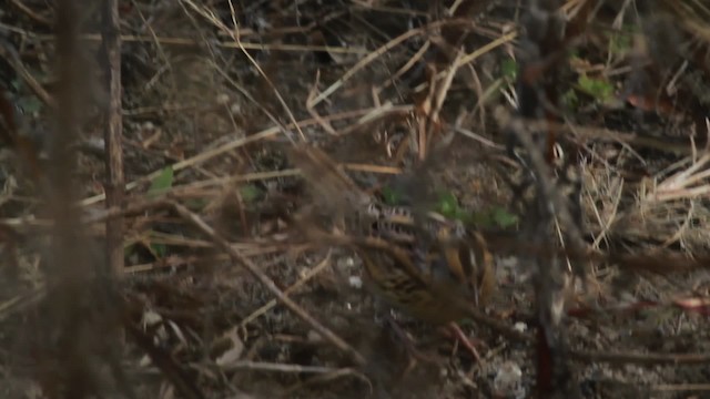 LeConte's Sparrow - ML476744