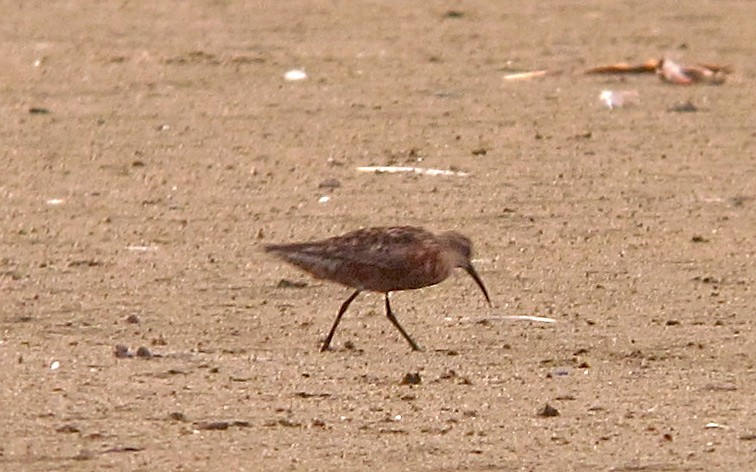 Curlew Sandpiper - ML476744351