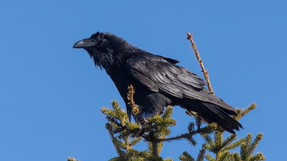 Common Raven - ML476745761