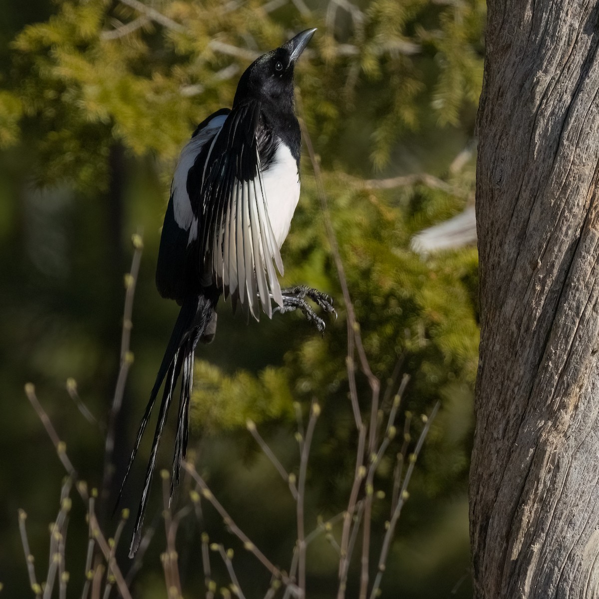 Eurasian Magpie (Eurasian) - ML476745811