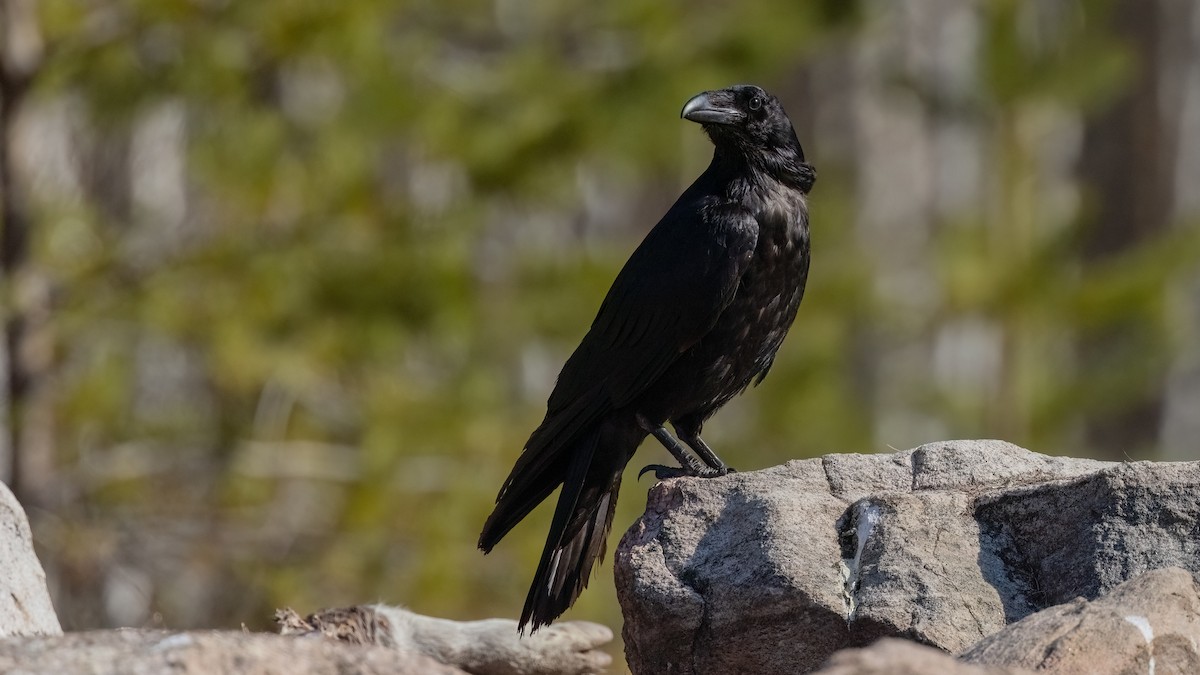 Common Raven - ML476745841