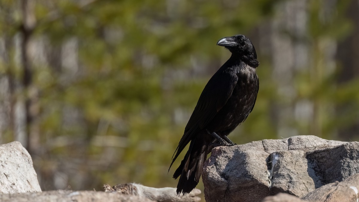 Common Raven - ML476745881