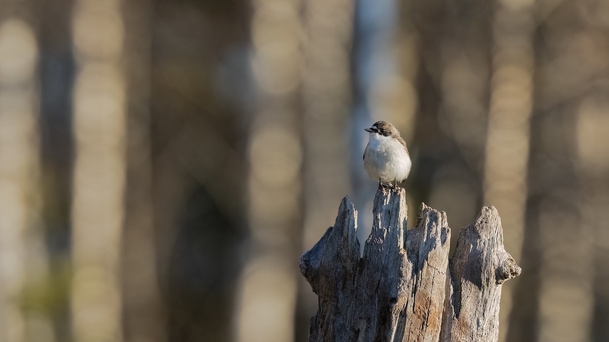 European Pied Flycatcher - ML476745931