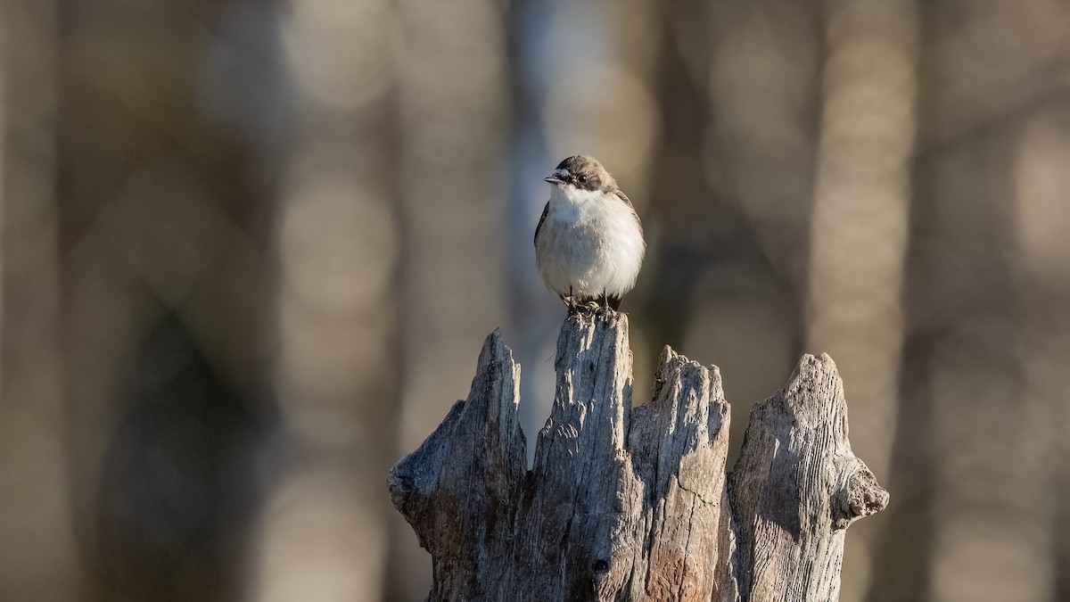 European Pied Flycatcher - ML476745961