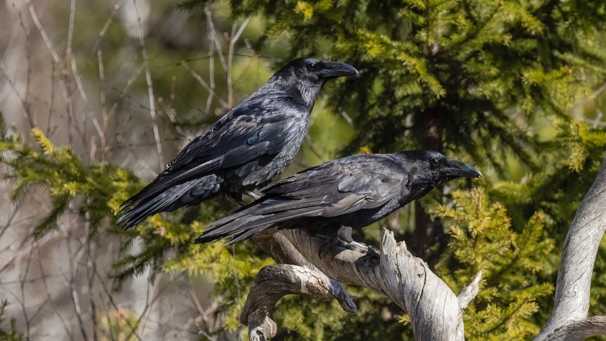 Common Raven - ML476745981