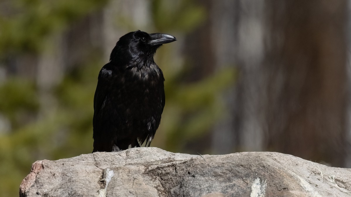 Common Raven - ML476746141