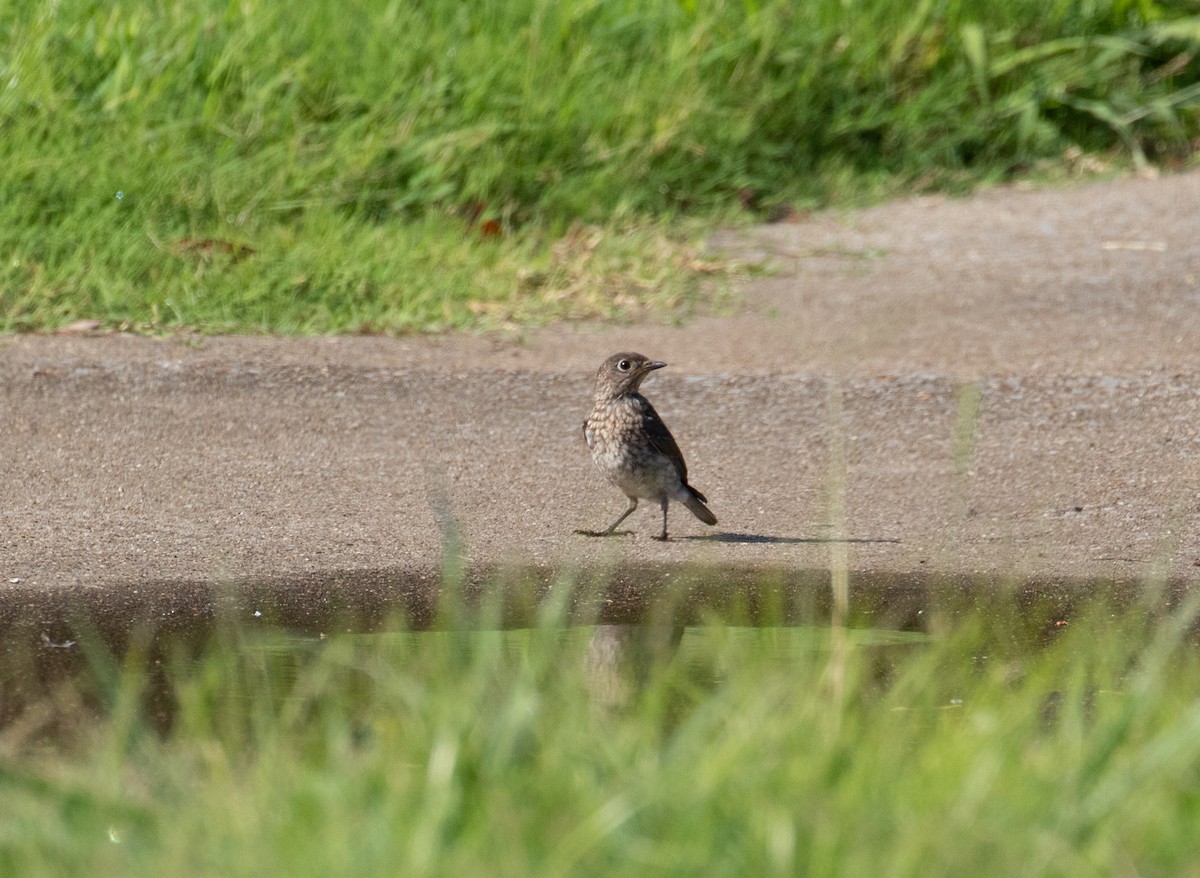 Eastern Bluebird - ML476746361