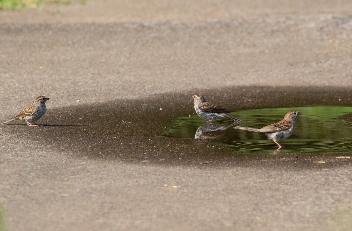 Chipping Sparrow - ML476746481
