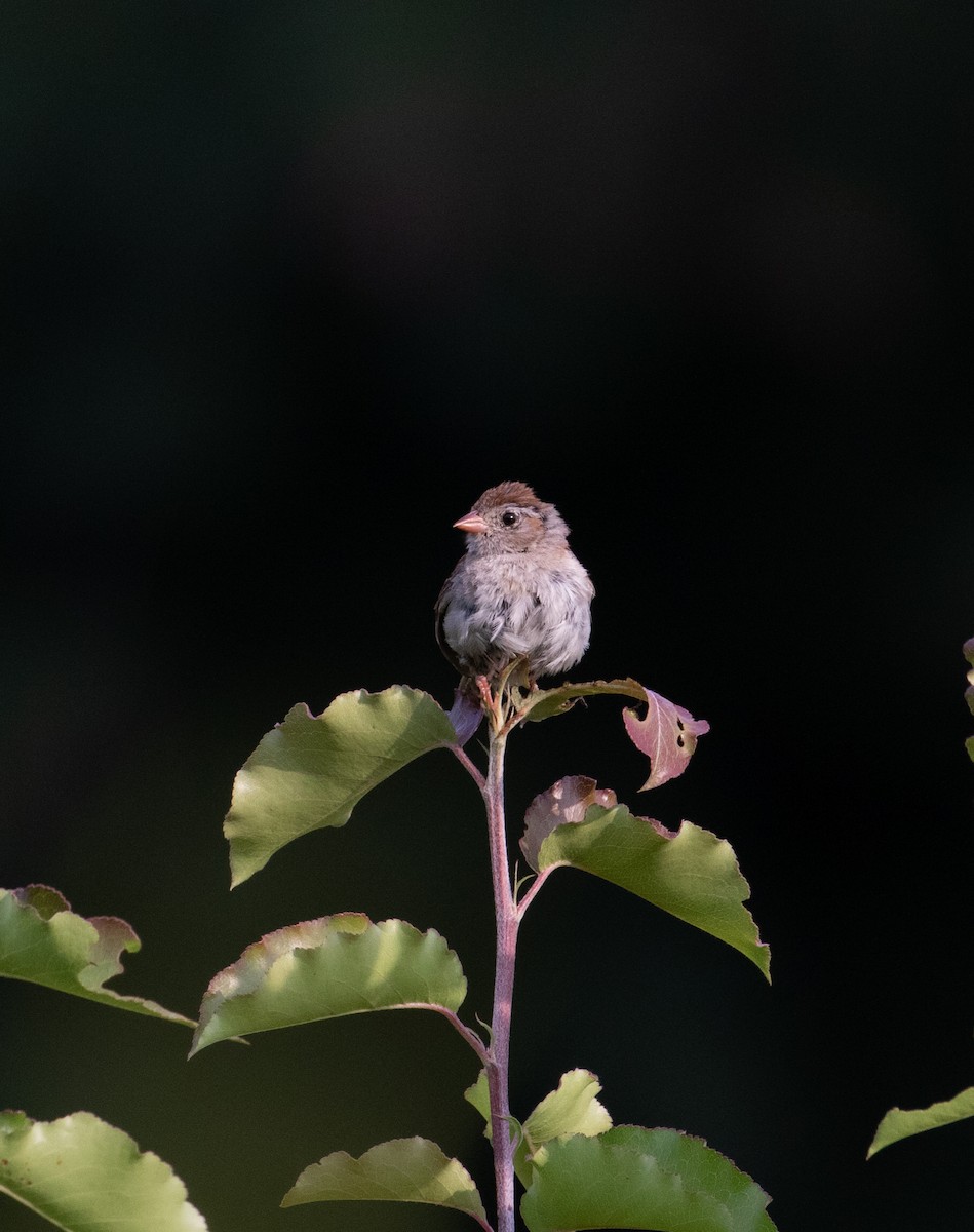 Field Sparrow - ML476746531
