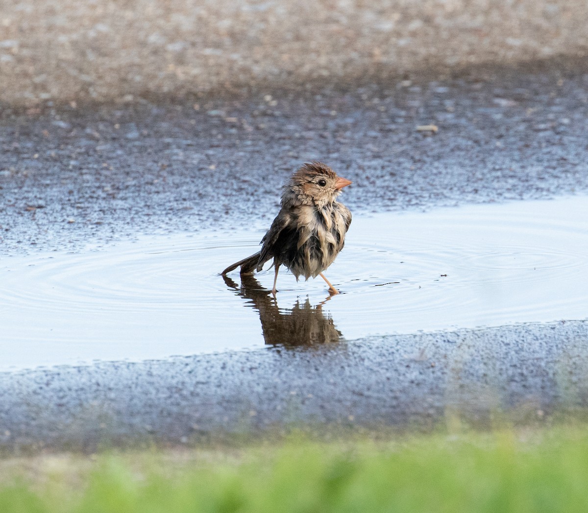 Field Sparrow - ML476746541