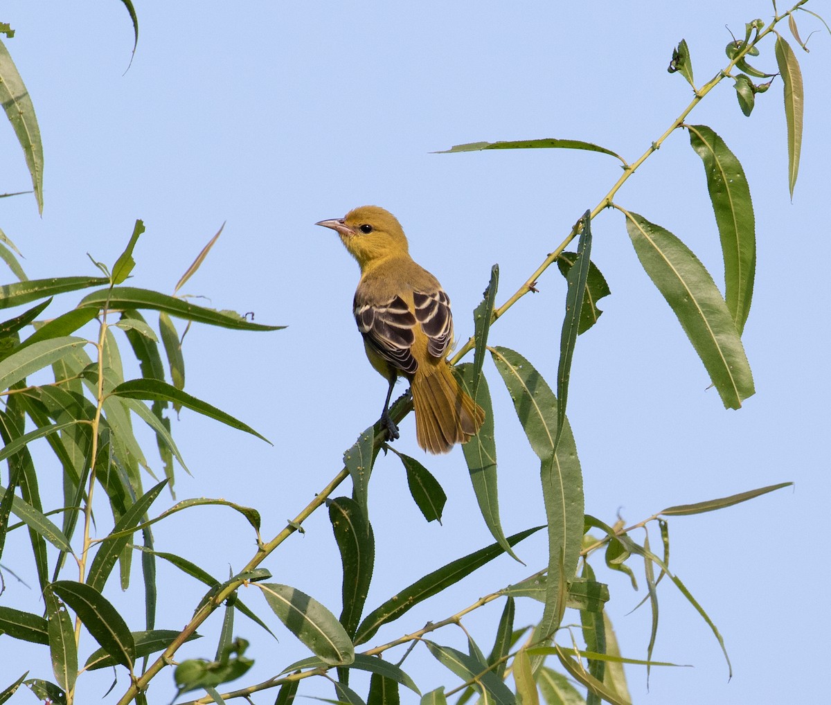Orchard Oriole - ML476746691
