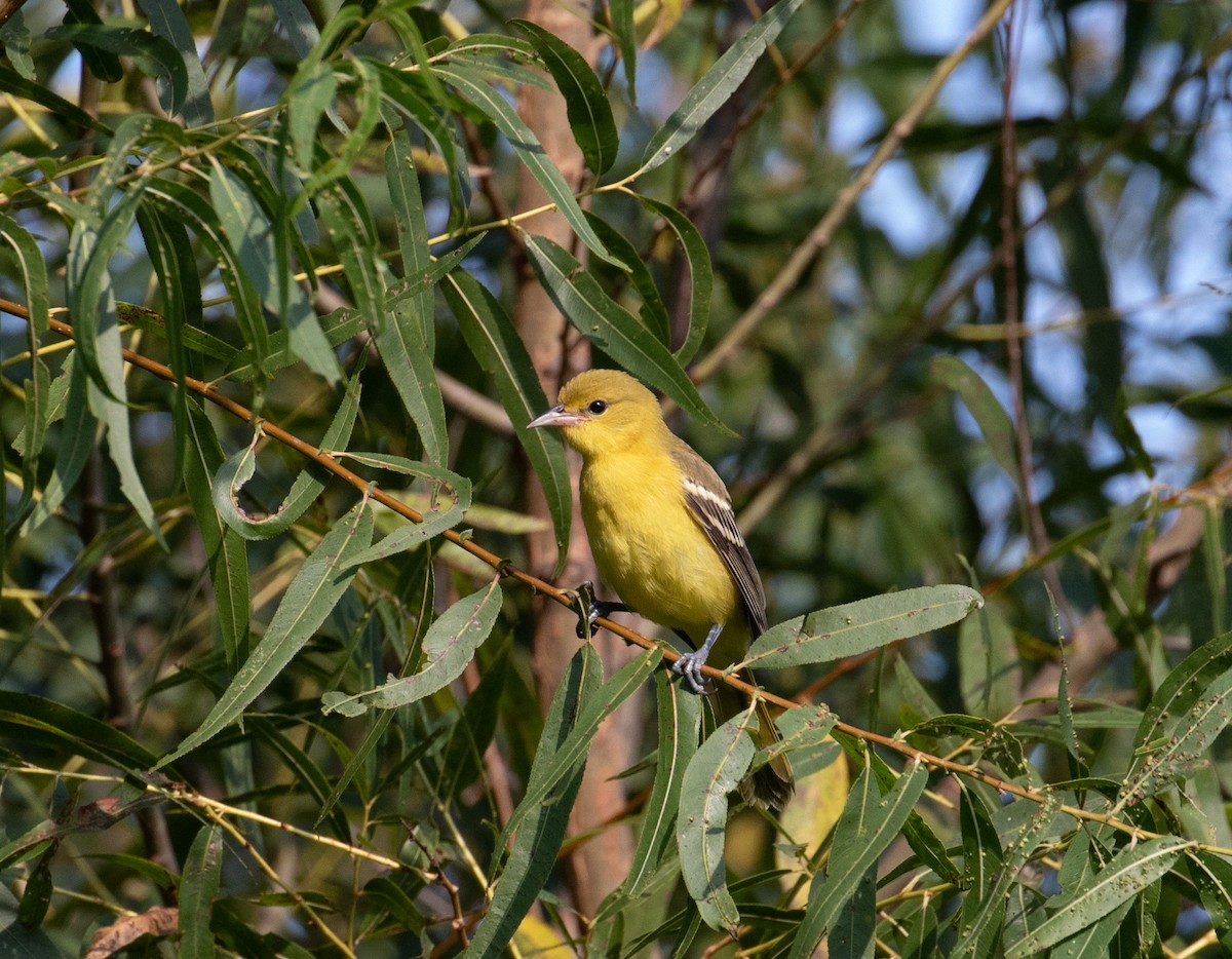 Orchard Oriole - ML476746701
